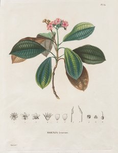 Podróż do regionów równonocy Nowego Kontynentu, wykonana w latach 1709-1804: Monografia Melastomaceae: nr 54 autorstwa Alexander, Freiherr von Humboldt