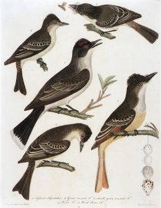 1. Muchołówka tyranowa. 2. Muchołówka czubata 3. Muchołówka mała zielona. 4. Pe-We F. 5. Muchołówka białoszyja (z książki American Orinthology)