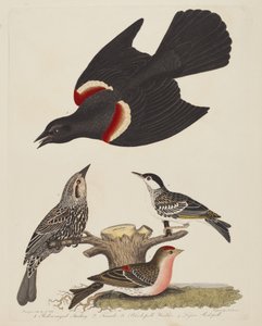 Czerwonoskrzydły szpak, żeński szpak czerwonoskrzydły, gajówka czarnogłowa i smutek...,pub.1808-1814.