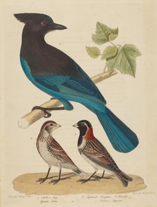 Sójka Stellera, Lapland Longspur i Kobieta.