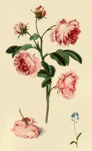 „Rosa Provincialis i Niezapominajka”, c1680, 1946.
