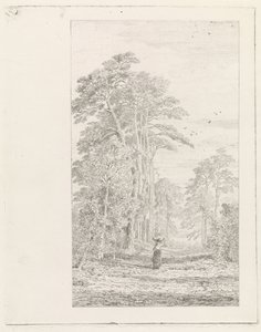 aleja sosnowa autorstwa Alexander Mollinger