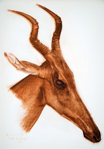 Antilope Jackson (Am Dafok), z Dessins et Peintures d