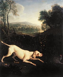 Pies Ludwika XIV, Tane
