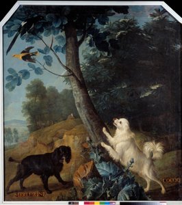 Merluzine i Cocoq, psy Ludwika XIV (1638-1715). Obraz Francois Desportes (1661-1743) autorstwa Alexandre Francois Desportes