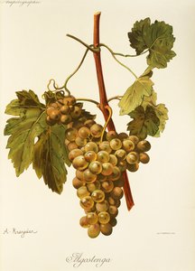 Winogrono Agostenga – A. Kreyder autorstwa Alexis Kreyder