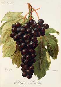 Winogrona Alphonse Lavallee autorstwa A. Kreyder