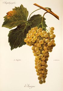 Winogrono Amigne autorstwa A. Kreyder autorstwa Alexis Kreyder