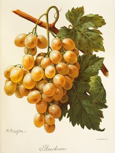 Winogrono Amokrane autorstwa A. Kreyder autorstwa Alexis Kreyder