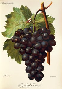 Winogrona Appley Towers. Ilustracja A. Kreyder., Pessione, z Traite General de Viticulture. Ampelografia autorstwa Alexis Kreyder