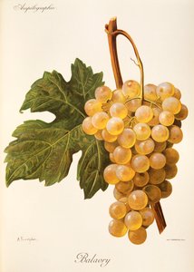 Winogrona Balavry autorstwa A. Kreyder autorstwa Alexis Kreyder