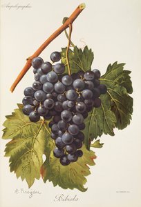 Winogrona Bibiola A. Kreyder autorstwa Alexis Kreyder