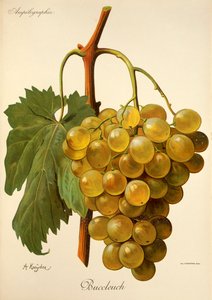 Winogrona Buccleuch autorstwa A. Kreyder autorstwa Alexis Kreyder