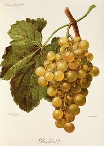 Winogrona Buckland autorstwa A. Kreyder