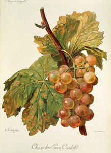 Winogrona Chasselas Gros Coulard od A. Kreyder autorstwa Alexis Kreyder
