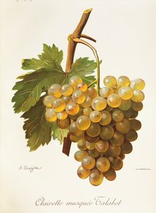 Winogrona Clairette Musquee autorstwa A. Kreyder autorstwa Alexis Kreyder
