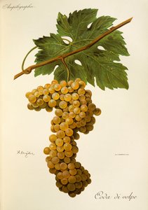 Winogrona Coda di Volpe autorstwa A. Kreyder autorstwa Alexis Kreyder