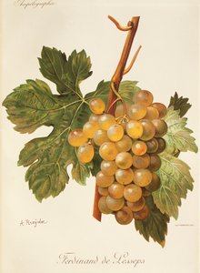 Winogrono Ferdinand de Lesseps – A. Kreyder
