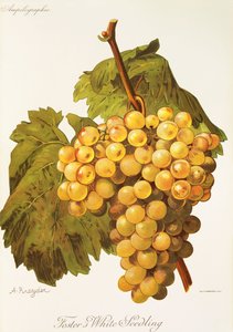 Winogrona Foster
