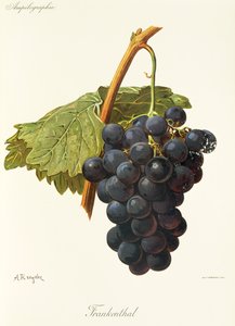 Winogrona Frankenthal A. Kreyder autorstwa Alexis Kreyder