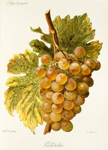 Winogrona Gradiska – A. Kreyder autorstwa Alexis Kreyder