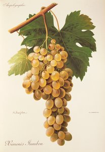 Winogrona Himenes Jumbon A. Kreyder