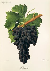 Winogrona Inzolia A. Kreyder autorstwa Alexis Kreyder