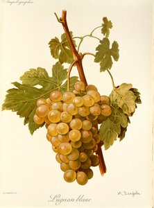 Winogrona Lignan Blanc autorstwa A. Kreyder autorstwa Alexis Kreyder