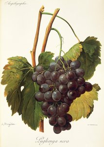 Winogrona Luglienga Nera firmy A Kreyder autorstwa Alexis Kreyder