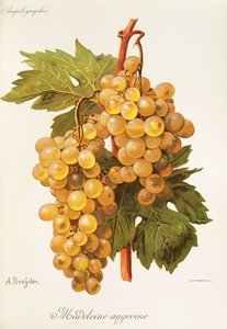 Winogrona Madeleine Angevine autorstwa A. Kreyder