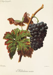 Winogrona Madeleine Noire autorstwa A. Kreyder autorstwa Alexis Kreyder