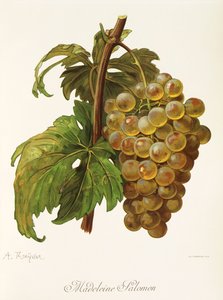 Winogrona Madeleine Salomon autorstwa A. Kreyder autorstwa Alexis Kreyder