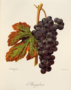 Winogrona Margilien od A. Kreyder autorstwa Alexis Kreyder