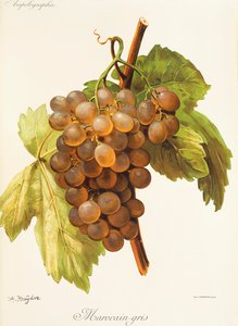 Winogrono Maroccan Grey A. Kreyder autorstwa Alexis Kreyder