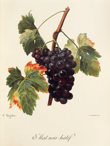Winogrono Mat Noir Hatif autorstwa A. Kreyder autorstwa Alexis Kreyder