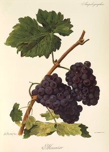 Winogrono Meunier autorstwa A. Kreyder autorstwa Alexis Kreyder