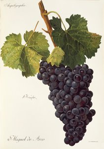 Winogrono Michael of Arc A. Kreyder autorstwa Alexis Kreyder