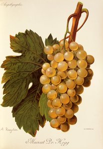 Winogrona Muscat Dr. Hogg autorstwa A. Kreyder autorstwa Alexis Kreyder