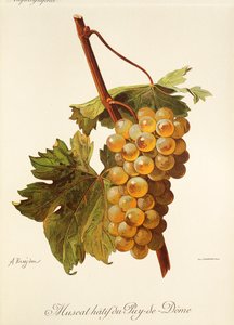Winogrona Muscat Hatif du Puy-de-Dome autorstwa A. Kreyder autorstwa Alexis Kreyder