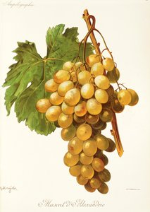 Winogrona Muscat d