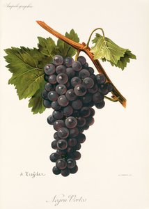 Winogrono Negru Vertos autorstwa A. Kreyder autorstwa Alexis Kreyder