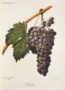 Winogrona Nocera A. Kreyder autorstwa Alexis Kreyder