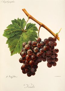 Winogrono Noubi autorstwa A. Kreyder autorstwa Alexis Kreyder