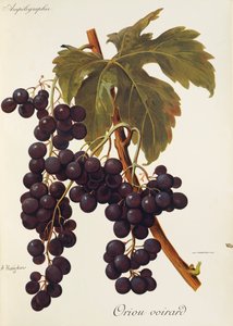 Uchwyt Oriou Vourard autorstwa A. Kreiter autorstwa Alexis Kreyder