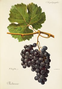 Winogrona Piedirosso autorstwa A. Kreyder autorstwa Alexis Kreyder