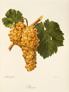 Praca grape by A. Kreyder autorstwa Alexis Kreyder