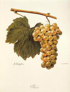 Winogrona Reze autorstwa A. Kreyder autorstwa Alexis Kreyder