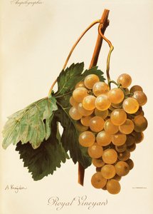 Winogrona Royal Vineyard A. Kreyder autorstwa Alexis Kreyder