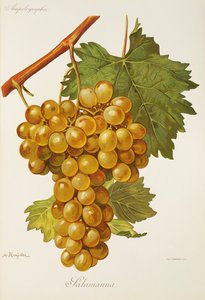 Winogrona Salamanna A. Kreyder