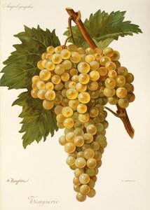 Winogrona Timpurie autorstwa A. Kreyder autorstwa Alexis Kreyder